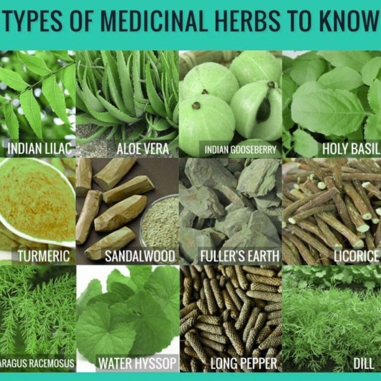Plant Crossword Clue in Herbal Medicine: Definition, Uses and Herbal Knowledge.